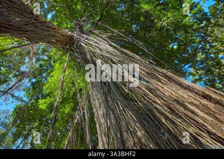 A view from below of long aerial roots hanging down from a large banyan tree in the Sacred Monkey Forest Sanctuary. Ubud, Bali, Indonesia. Stock Photo