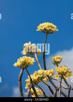 Close up of yellow frangipani flowers (Plumeria rubra) against vivid blue sky. Bali, Indonesia. Stock Photo