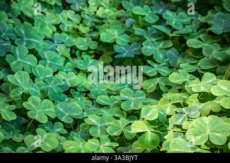 Patch of green clover with heart shaped leaves, symbol of luck and Saint Patrick s Day, in search of four leaf clover, San Francisco Golden Gate Park Stock Photo