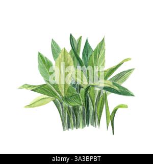 Aspidistra, green plant watercolor illustration isolated on white. Hand drawn high quality clip art perfect as a design element for landscapes, cards Stock Photo