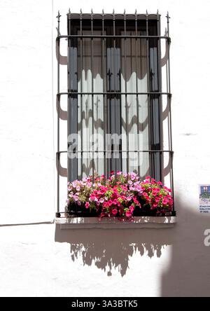 Window with flowers, Contest for the most beautiful window in Sitges for Corpus Christi feast, Garraf Coast, Barcelona, Spain Stock Photo