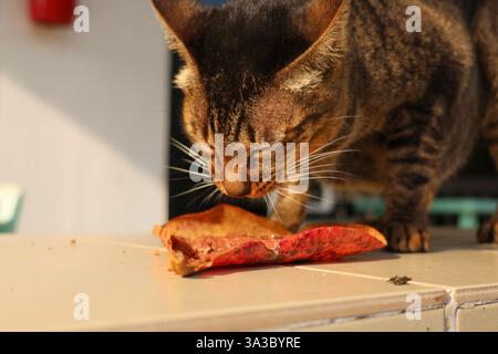 A tabby cat eating food served on a dried leaf in warm sunlight. The detailed whiskers and fur texture make this an ideal stock image for pet care, na Stock Photo