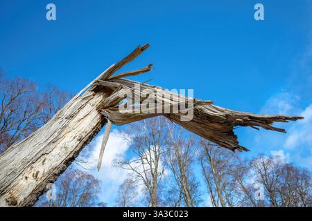 An old broken weathered deciduous tree, with jagged wood and splinters, photographed against a bright blue sky. Stock Photo