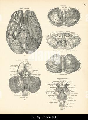 Anatomy. The Brain 1880 old antique vintage print picture Stock Photo ...
