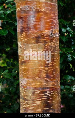 Closeup of the golden brown orange ornamental bark of the chinese red birch betula albosinensis. Stock Photo