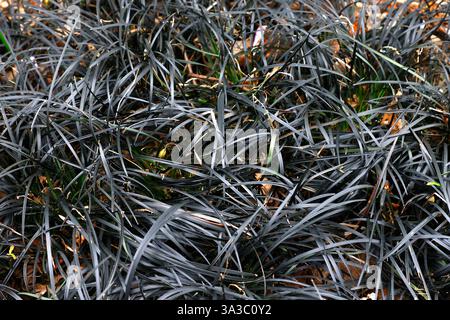 Closeup of the dark black long leaves of the ornamental garden grass ophiopogon planiscapus kokuryu. Stock Photo