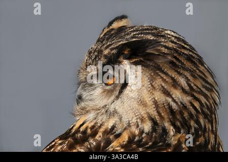 European Eagle Owl. Eurasian Eagle Owl, Bubo bubo Stock Photo