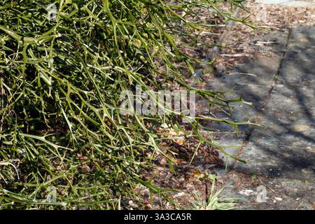 Thorny stems of Citrus trifoliata. Hardy Orange. Trifoliate orange. Stock Photo