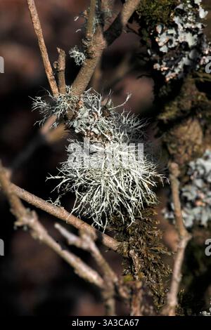 Evernia prunastri Stock Photo