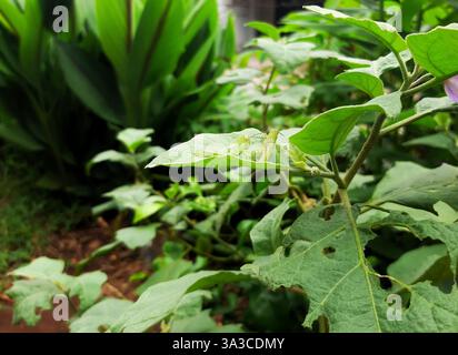 green locusts camouflaged on a green leaf Stock Photo