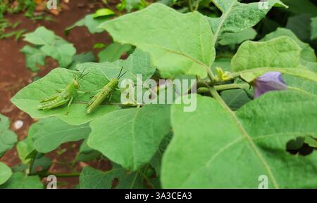 green locusts camouflaged on a green leaf Stock Photo