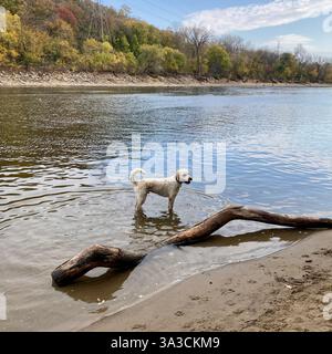 A goldendoodle stands in the Mississippi River in Minneapolis, MN, USA. Stock Photo