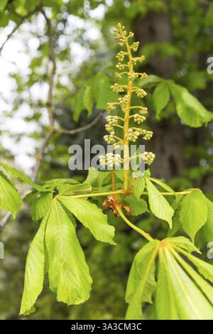 Candle-like inflorescence of horse chestnut (Aesculus) with buds in spring, Saxony, Germany, Europe Stock Photo