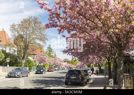 Cherry blossom in spring, the Japanese ornamental cherry (Prunus serrulata) blooms pink on Holzhaeuser Strasse in Stoetteritz, Leipzig, Saxony, German Stock Photo