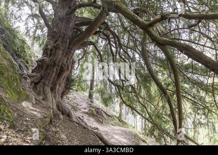 The 1000-year-old yew tree (Taxus) on the Lederberg in Schlottwitz in the Mueglitz Valley, Glashuette, Saxony, Germany, Europe Stock Photo