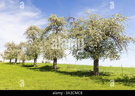 Row of blossoming apple trees (malus) on a pasture, Haubitz, Grimma, Saxony, Germany, Europe Stock Photo
