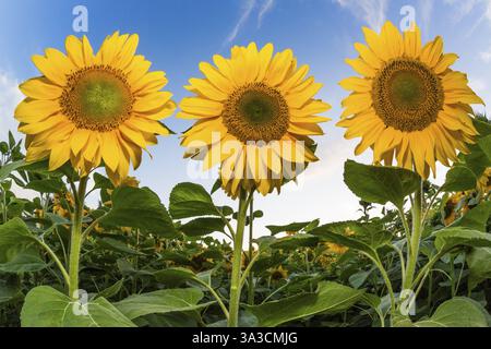 Sunflowers (Helianthus annuus), three flower heads against a blue sky, Hesse, Germany, Europe Stock Photo