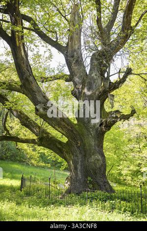Old oaks (quercus) in a clearing, historical family cemetery of the von Bressler family, Lausker Skala, Lauske, Weissenberg, Saxony, Germany, Europe Stock Photo