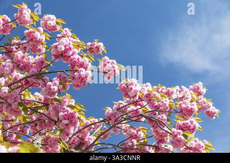 Cherry blossom in spring, the Japanese ornamental cherry (Prunus serrulata) blooms pink on Holzhaeuser Strasse in Stoetteritz, Leipzig, Saxony, German Stock Photo
