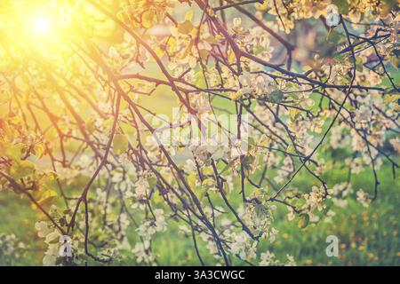 View on twigs of blossoming apple tree and translucent sun instagram stile Stock Photo