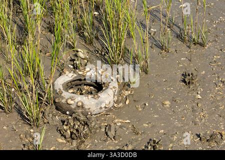 A group of oysters clinging to the surface of an old automobile rubber tire among cord grass plants and mud in a saltwater marsh estuary on a sunny day. Stock Photo