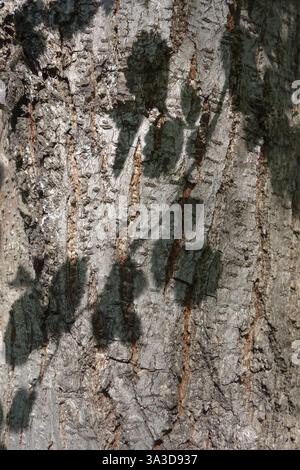 Closeup of beech tree bark with shadows of leaves on it, in the sunlight Stock Photo