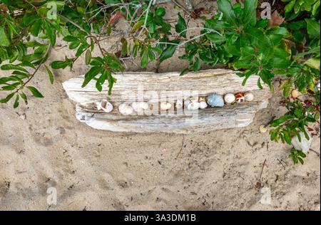 a collection of rocks and shells found at the beach and assembled on an old piece of driftwood, Stock Photo