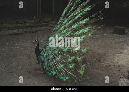 The vibrant peacock proudly displays its magnificent tail feathers in full extension. Each colorful detail reflects its natural splendor and elegance Stock Photo