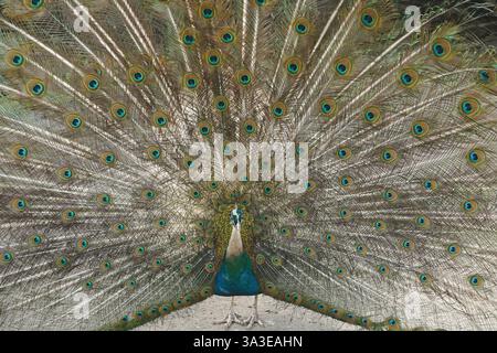 A vibrant peacock displays its full plumage, creating a mesmerizing fan of colorful feathers. The intricate patterns and vivid hues captivate the eye Stock Photo