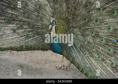 A vibrant peacock displays its full plumage, creating a mesmerizing fan of colorful feathers. The intricate patterns and vivid hues captivate the eye Stock Photo