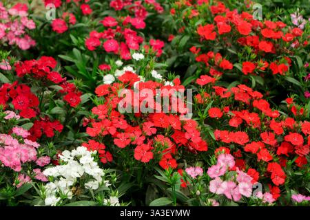 Dianthus flower (Dianthus chinensis) or Snowfire flower or Sweet William flower blooming natural field on the in garden Stock Photo