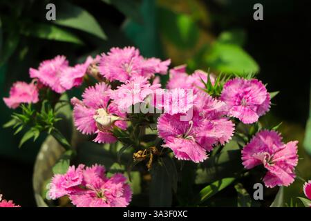 Dianthus flower (Dianthus chinensis) blooming in garden Stock Photo