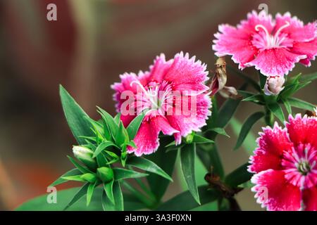 Pink Dianthus flower (Dianthus chinensis) blooming in garden Stock Photo
