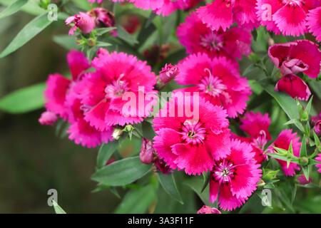 Pink dianthus flower blooming in garden Stock Photo