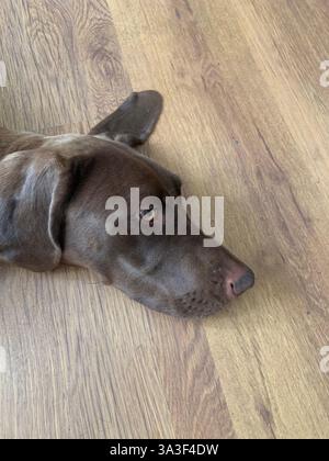 Lazy Weimarner German Shorthaired Pointer cross dog Stock Photo