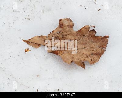 A dry Oak leaf laying on the snow Stock Photo