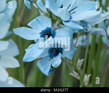 amethyst-ixia-in-spring-in-a-