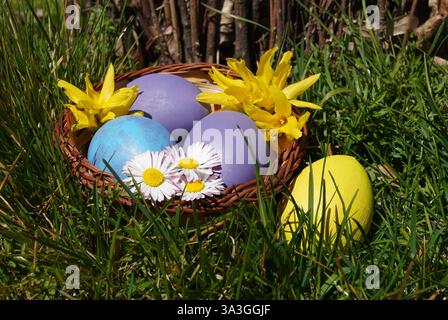 Easter decoration with colorful eggs and spring flowers in wicker basket on green grass Stock Photo
