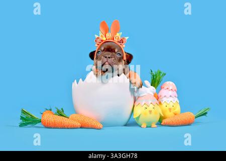 Tan French Bulldog dog puppy sitting in Easter egg shell on blue background Stock Photo