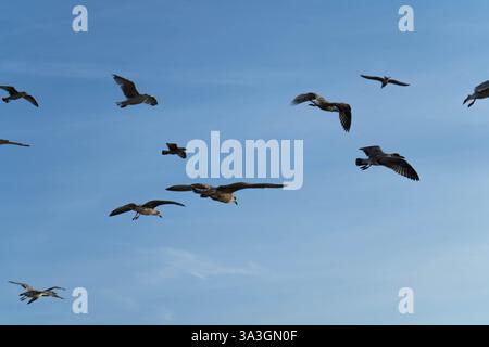 flocky of Seagulls in flight in the sky Stock Photo