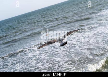 seagull flying over the sea Stock Photo