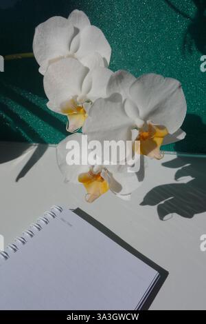White orchid flower over white table with open agenda on teal background Stock Photo