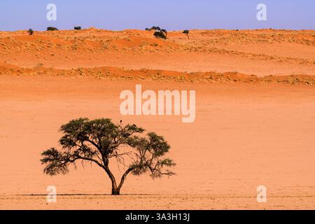 Lonely Tree against Red Dunes and Blue Sky, Namib-Naukluft, Namibia Stock Photo