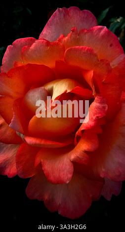 rose close up picture, pink rose Stock Photo
