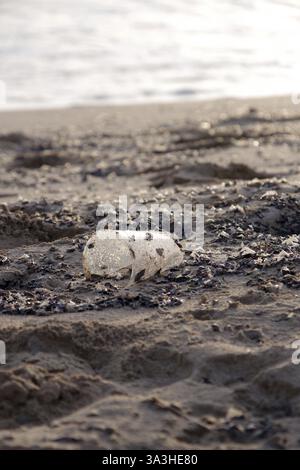 Plastic waste, Sea, Beach, Environmental pollution, Majorca, A plastic cup lies on the sandy beach Stock Photo