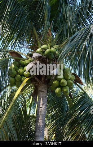 Vertical close up of fresh green coconuts hanging from a palm tree in Miami Beach, Florida on a sunny summer day Stock Photo