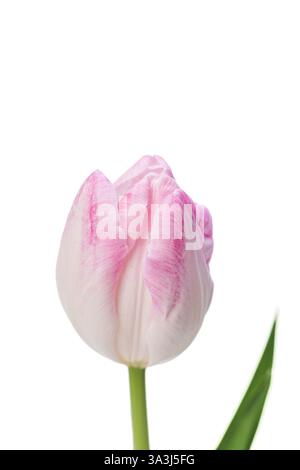 Pink Tulip Close-Up Isolated on White Background Stock Photo