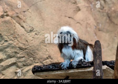 Cotton-top tamarin. The cotton-top tamarin is a small New World monkey weighing less than 0.5 kg (1.1 lb). Stock Photo