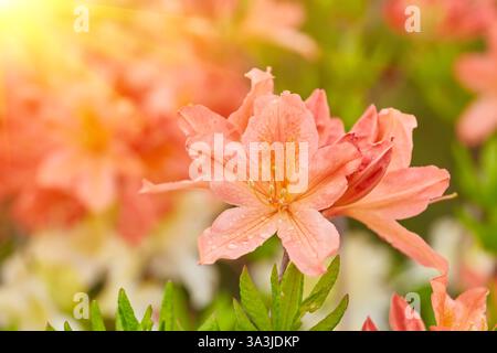 Close-up of delicate azalea buds ready to burst into bloom, promising a vibrant display of color. Stock Photo