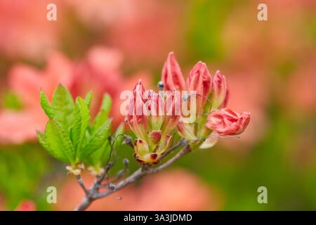 Close-up of delicate azalea buds ready to burst into bloom, promising a vibrant display of color. Stock Photo